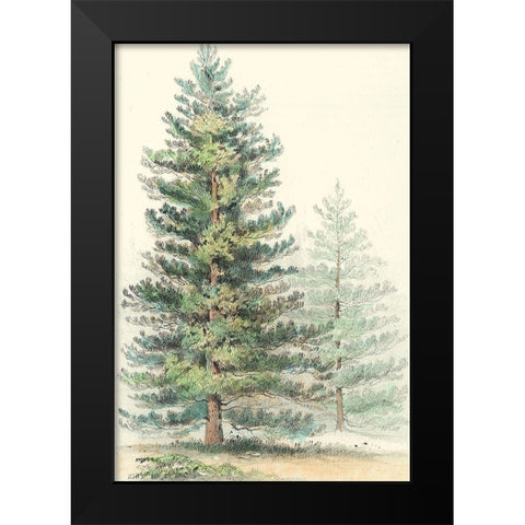 Majestic Pine I Black Modern Wood Framed Art Print by Unknown