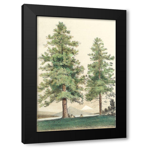 Majestic Pine II Black Modern Wood Framed Art Print by Unknown
