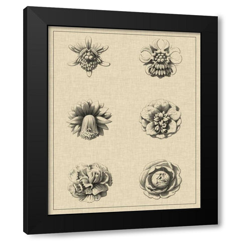 Floral Rosette III Black Modern Wood Framed Art Print with Double Matting by Vision Studio