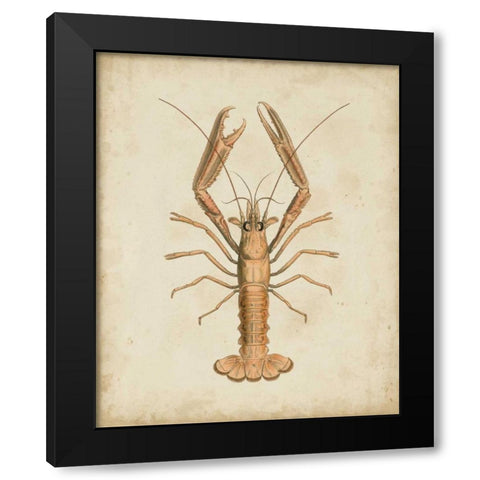 Crustaceans I Black Modern Wood Framed Art Print by Sowerby, James