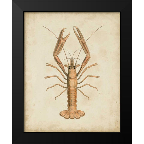 Crustaceans I Black Modern Wood Framed Art Print by Sowerby, James