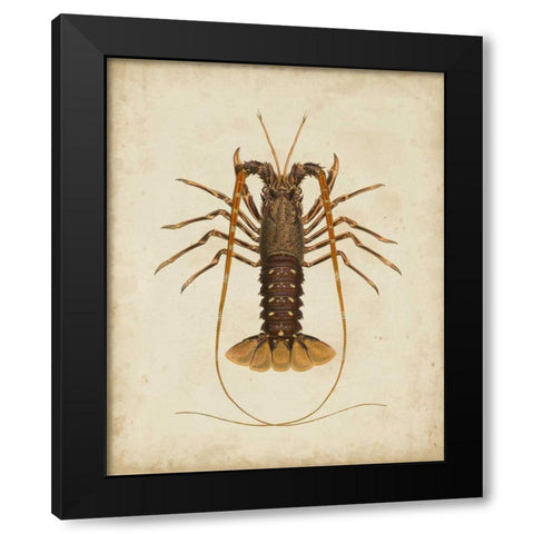 Crustaceans II Black Modern Wood Framed Art Print by Sowerby, James