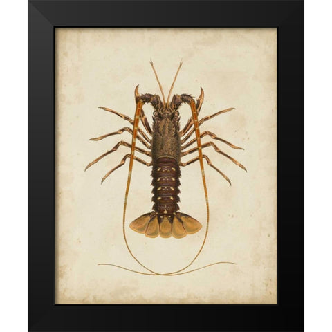 Crustaceans II Black Modern Wood Framed Art Print by Sowerby, James