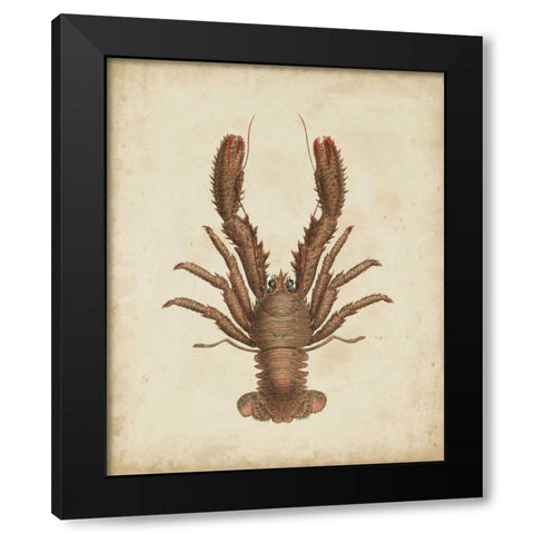 Crustaceans III Black Modern Wood Framed Art Print by Sowerby, James
