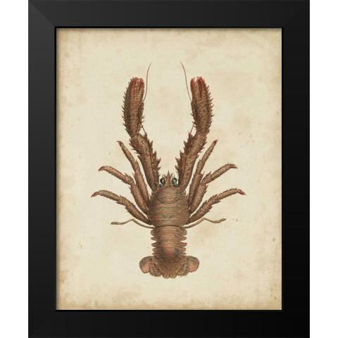Crustaceans III Black Modern Wood Framed Art Print by Sowerby, James