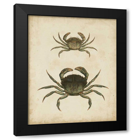 Crustaceans IV Black Modern Wood Framed Art Print by Sowerby, James