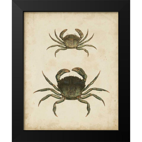Crustaceans IV Black Modern Wood Framed Art Print by Sowerby, James