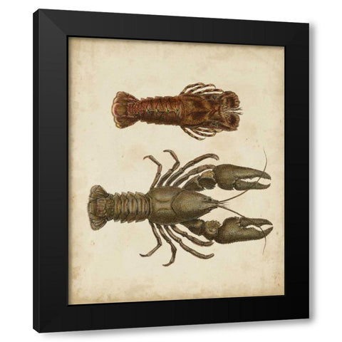 Crustaceans V Black Modern Wood Framed Art Print by Sowerby, James