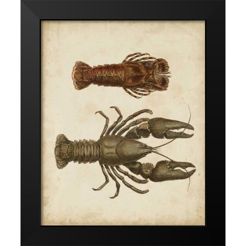Crustaceans V Black Modern Wood Framed Art Print by Sowerby, James