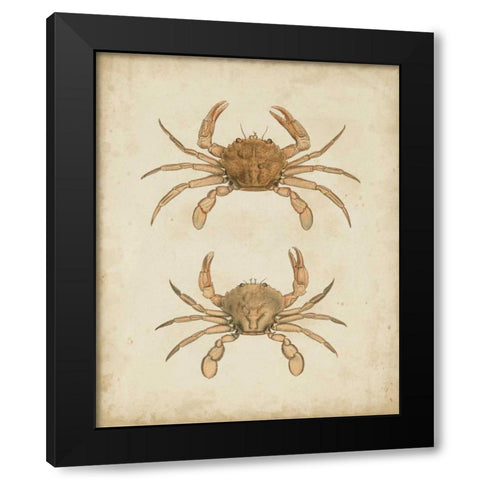 Crustaceans VI Black Modern Wood Framed Art Print by Sowerby, James