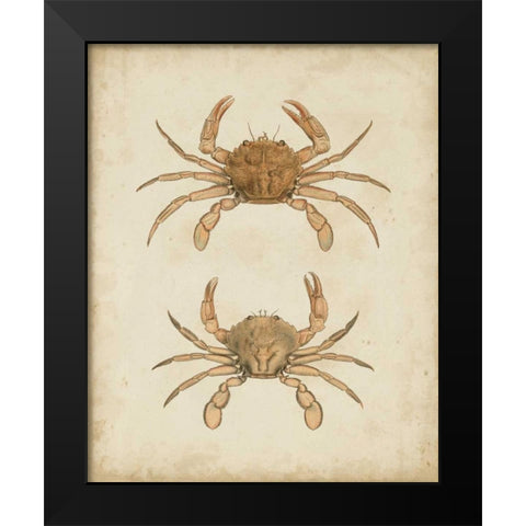 Crustaceans VI Black Modern Wood Framed Art Print by Sowerby, James