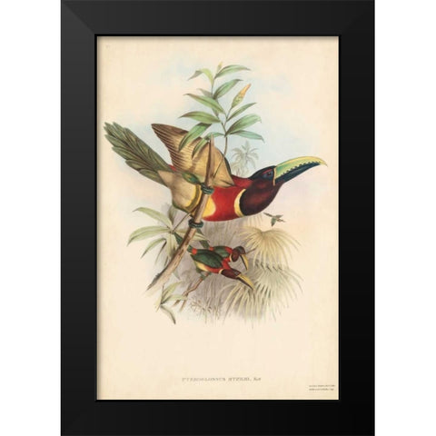 Tropical Toucans III Black Modern Wood Framed Art Print by Gould, John
