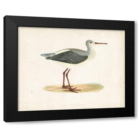 Morris Sandpiper I Black Modern Wood Framed Art Print with Double Matting by Morris