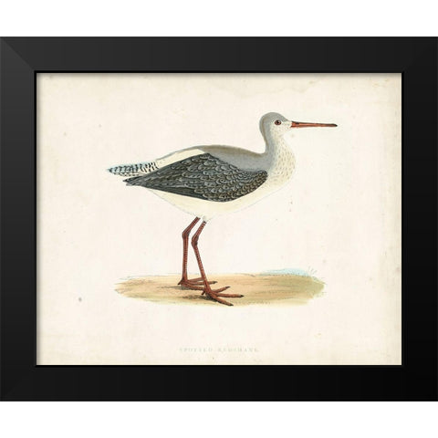 Morris Sandpiper I Black Modern Wood Framed Art Print by Morris