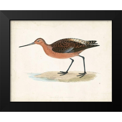 Morris Sandpiper II Black Modern Wood Framed Art Print by Morris