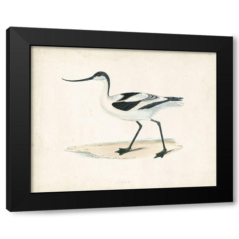 Morris Sandpiper IV Black Modern Wood Framed Art Print with Double Matting by Morris