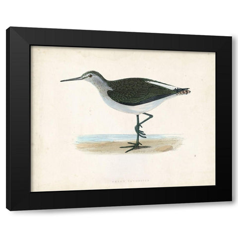 Morris Sandpiper VI Black Modern Wood Framed Art Print with Double Matting by Morris