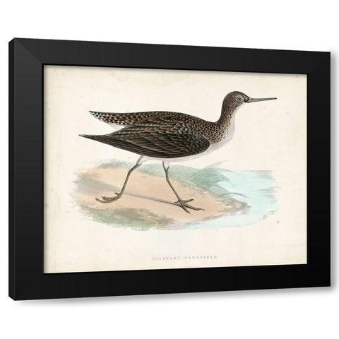 Morris Sandpiper VII Black Modern Wood Framed Art Print with Double Matting by Morris