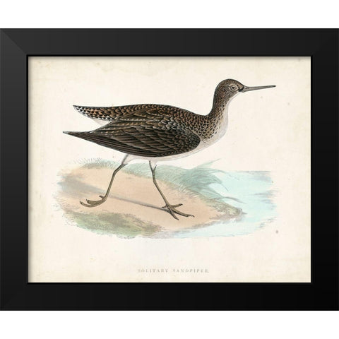 Morris Sandpiper VII Black Modern Wood Framed Art Print by Morris
