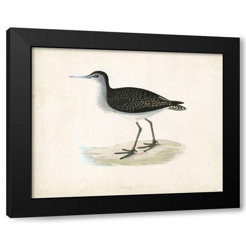 Morris Sandpiper VIII Black Modern Wood Framed Art Print by Morris