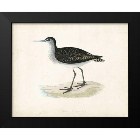 Morris Sandpiper VIII Black Modern Wood Framed Art Print by Morris