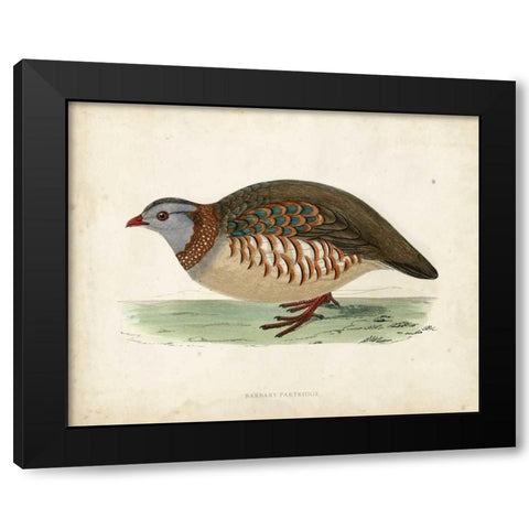 Morris Pheasants III Black Modern Wood Framed Art Print by Morris
