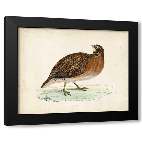 Morris Pheasants IV Black Modern Wood Framed Art Print by Morris