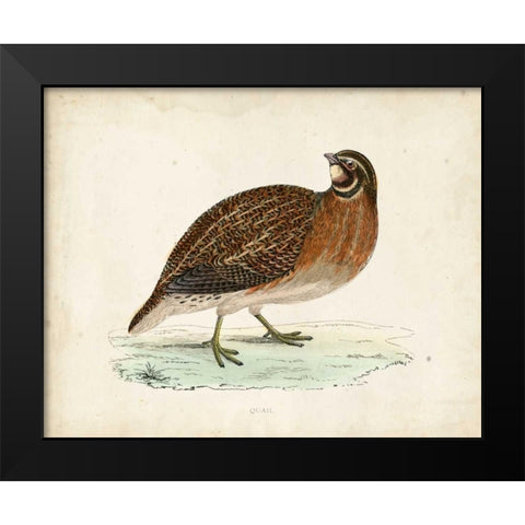 Morris Pheasants IV Black Modern Wood Framed Art Print by Morris