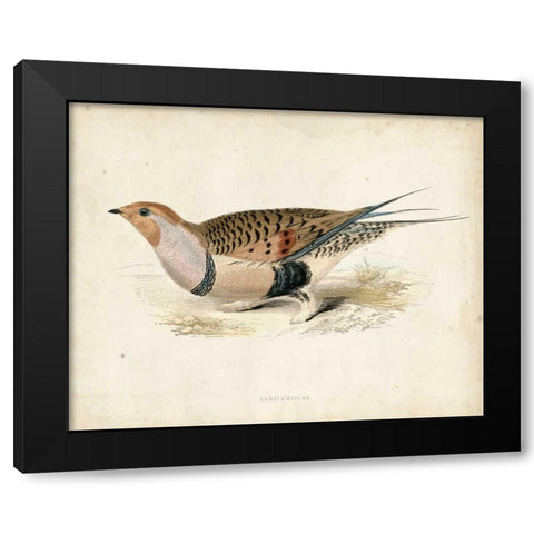 Morris Pheasants V Black Modern Wood Framed Art Print with Double Matting by Morris