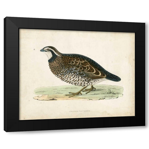 Morris Pheasants VI Black Modern Wood Framed Art Print by Morris