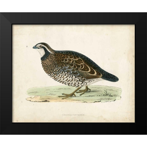 Morris Pheasants VI Black Modern Wood Framed Art Print by Morris