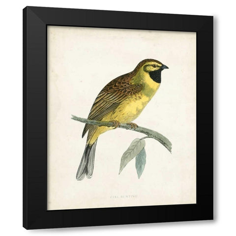 Morris Cirl Bunting Black Modern Wood Framed Art Print by Morris