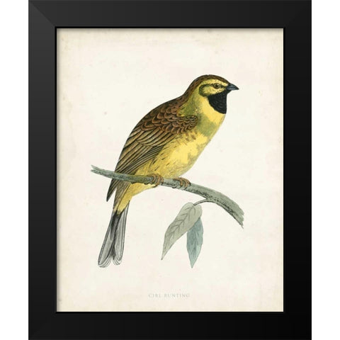 Morris Cirl Bunting Black Modern Wood Framed Art Print by Morris