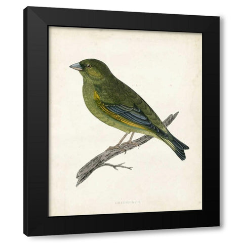 Morris Greenfinch Black Modern Wood Framed Art Print with Double Matting by Morris