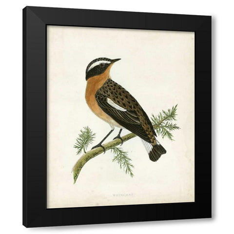 Morris Whinchat Black Modern Wood Framed Art Print with Double Matting by Morris