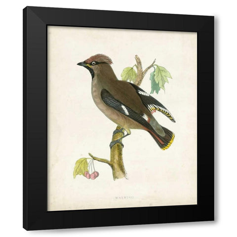 Morris Waxwing Black Modern Wood Framed Art Print with Double Matting by Morris