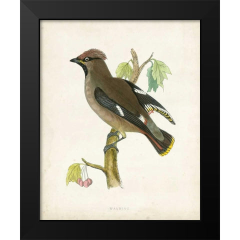 Morris Waxwing Black Modern Wood Framed Art Print by Morris