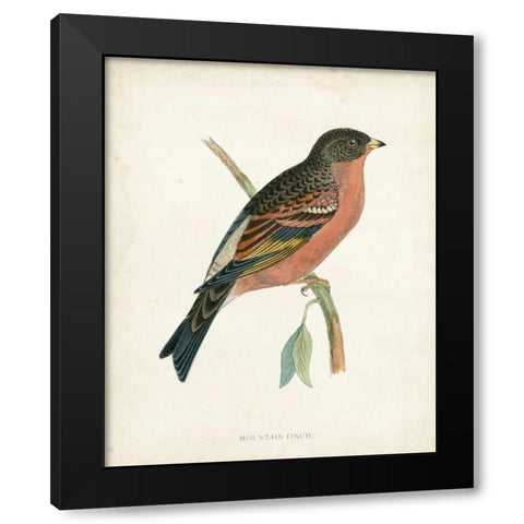 Morris Mountain Finch Black Modern Wood Framed Art Print with Double Matting by Morris