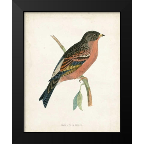 Morris Mountain Finch Black Modern Wood Framed Art Print by Morris