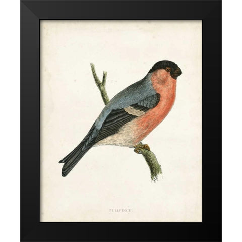 Morris Bullfinch Black Modern Wood Framed Art Print by Morris