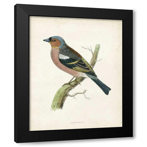 Morris Chaffinch Black Modern Wood Framed Art Print with Double Matting by Morris