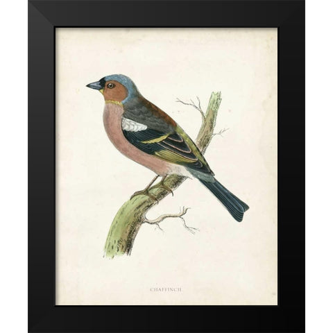 Morris Chaffinch Black Modern Wood Framed Art Print by Morris