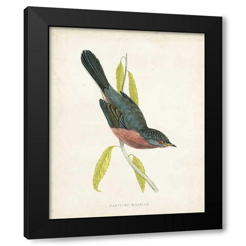Morris Dartford Warbler Black Modern Wood Framed Art Print with Double Matting by Morris