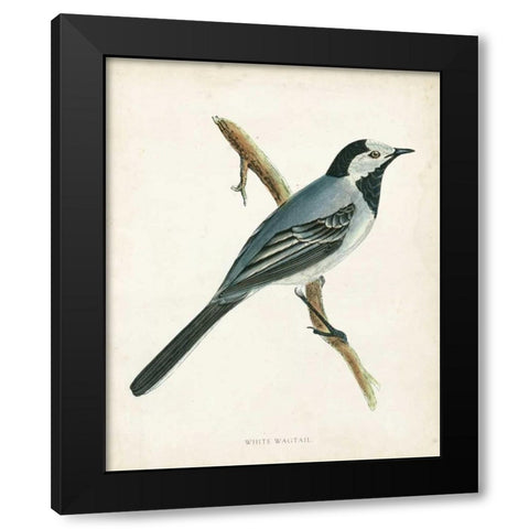 Morris White Wagtail Black Modern Wood Framed Art Print by Morris