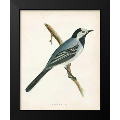 Morris White Wagtail Black Modern Wood Framed Art Print by Morris