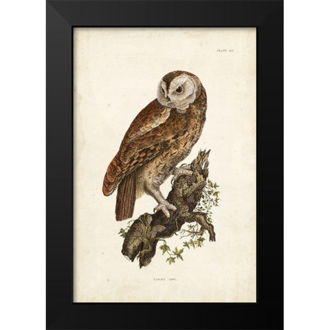 Tawny Owl Black Modern Wood Framed Art Print by Selby, John