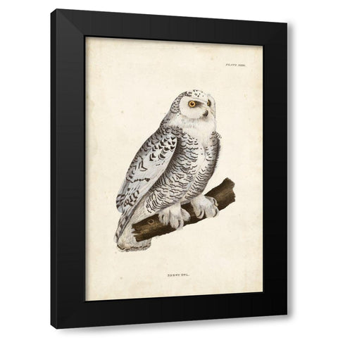 Snowy Owl Black Modern Wood Framed Art Print by Selby, John