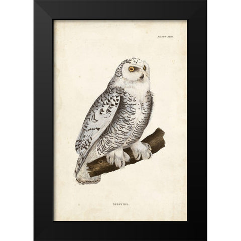 Snowy Owl Black Modern Wood Framed Art Print by Selby, John