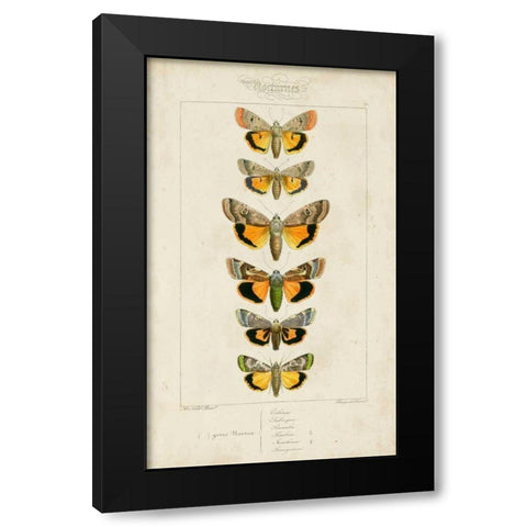 Pauquet Butterflies I Black Modern Wood Framed Art Print by Pauquet