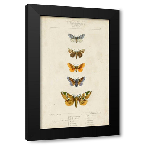 Pauquet Butterflies IV Black Modern Wood Framed Art Print by Pauquet